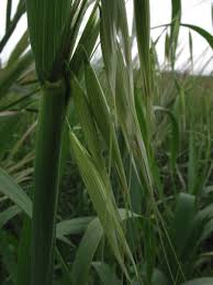 Image result for Grona barbata