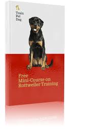 Rottweiler training really isn't optional. Rottweiler Training Temperament Health Trainpetdog