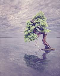 Wild Bonsai Nepal Juniper Art Lovers Australia