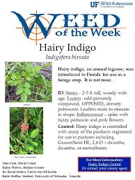 Image result for Indigofera heterotricha