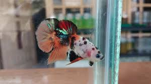 Review mutasi ikan cupang nemo galaxy multycolour. Ikan Cupang Nemo Galaxy Hobi Mancing