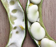 At least terhibur bila melihat pokok pokok yang menghijau sebaik balik dari pejabat. Kacang Parang Wikipedia Bahasa Melayu Ensiklopedia Bebas