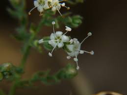 Image result for Cressa cretica