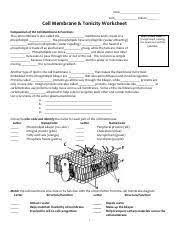 Cell Membrane And Tonicity Worksheet Name Date Period Cell Membrane Tonicity Worksheet Composition Of The Cell Membrane Functions The Cell Membrane Is Course Hero
