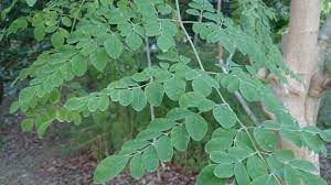 Moringa has been used for centuries due to its medicinal properties and health benefits. Super Plant Moringa Check Out Its Health Benefits And Medicinal Qualities