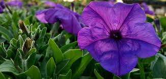 Check spelling or type a new query. Wave Petunias Stopped Blooming Here S 6 Things To Check