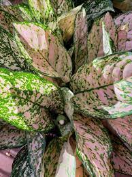 Aglaonema Etta Rose Plant Care Houseplant Rose Plant Care Planting Roses