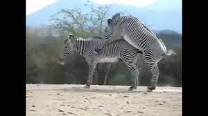 Massive Zebra Semen - YouTube
