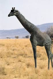 Image result for zebraffe