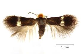 Image result for Stigmella confusella