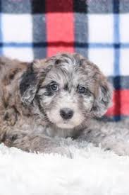 All of our puppies have their shots up to date, they are dewormed and you get a health guarantee. Pin On Aussiedoodle