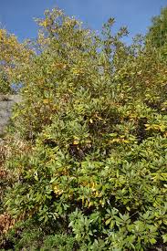 Image result for Persea