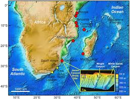 Image result for Coelachne africana