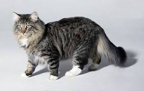 Attention Long Haired Cat Breeds Disk Trend Magazine Norwegian Forest Cat Forest Cat Cat Breeds