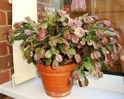 However, there are a few problems when it comes to watering which seems to be the main factor for maintaining it in good. Christmas Cactus Thanksgiving Cactus Schlumbergera Buckleyi Guide Our House Plants