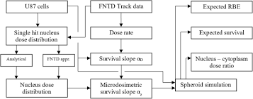 Following enucleation, many cells can survive for up to two or more months without genes. (why is removing the nucleus called. Fluorescent Nuclear Track Detectors For Alpha Radiation Microdosimetry Radiation Oncology Full Text