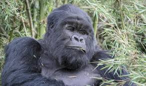 Image result for Balthasaria schliebenii