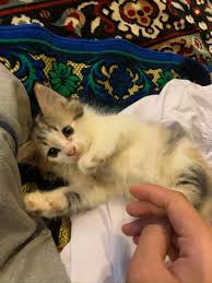 Kucing parsi, jual beli kucing parsi malaysia, kucing untuk dijual. Anak Kucing Parsi Comel Everything Else Others On Carousell