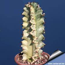 Really beautiful milky swirls of green on white flesh. Euphorbia Erythraea Forma Variegata