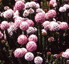 Image result for Stoebe