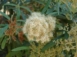 Image result for Buddleja saligna
