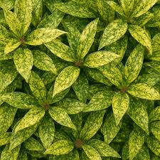 Image result for Aucuba