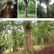 The weeping fig (ficus benjamina) is an elegant houseplant that is popular for its beautiful foliage and generally simple care requirements. Pdf Hemiepiphytic Trees Ficus As A Model System For Understanding Hemiepiphytism