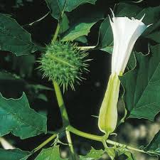 Image result for Datura