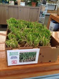 Aries haygood describes the growing process of vidalia onions in georgia. Vidalia Onion Sets Ready To Be Planted Plants Vidalia Onions Growers