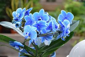 Select from our best shopping destinations in east aurora without breaking the bank. Flowers Orchid Nature Blue Orchid Orchids Blue Earth Buddies