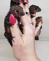 9 Crocodile Skink Ideas Crocodile Skink Red Eyed Crocodile Skink Reptiles And Amphibians