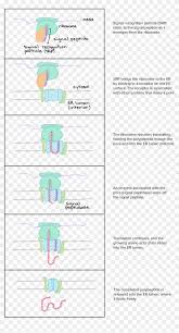 Protein Targeting Article Translation Khan Academy