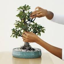 Once pruned the main branches should be well defined with an open structure. How To Prune A Bonsai Plant