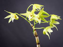 Kimura Et Migo Dendrobium Officinale Nourish Stomach Nourish Kidney Herbal Medicine Herbalism Chinese Herbs