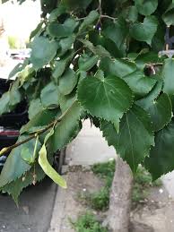 Grows to an upright pyramidal form and is perfect for any location where spreading canopies are problematic. Underutilized Trees For Urban Use Harvest Gold Linden New York State Urban Forestry Council