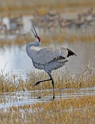 Sea Birds Of Cape Cod Greater Sandhill Crane Oregon Conservation Strategy Bird Photo Sea Birds Bird Art