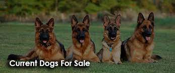 Family raised and ready for her loving, forever home. Older Puppies And Adults For Sale German Shepherd Dog Ontario German Shepherd Puppies For Sale