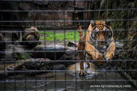 Ini foto tentang mencari, pagar kawat, rusa. Sementara Kebun Binatang Bandung Tidak Menerima Pengunjung Dari Luar Jabar