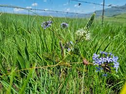 Image result for Schizocarphus