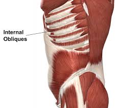 In humans, the rib cage, also known as the thoracic cage. Muscles Advanced Anatomy 2nd Ed