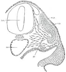 Any of the homologous segments that compose the body of certain animals. Somite Wikipedia