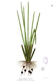 Maybe you would like to learn more about one of these? Eleocharis Dulcis Wikipedia