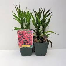 Image result for Asters `Jenny