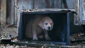 Budweiser 'Lost Dog' finds way to top of Super Bowl Ad Meter