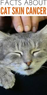 Their strong olfactory discrimination means they can detect cancer and other diseases. Must Know Facts About Cat Skin Cancer To Help Raise Awareness