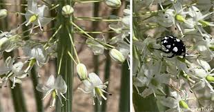 Image result for Drimia altissima