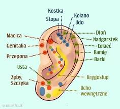 Oh La La дневник моих приключений за 5 лет Istnieje Neurologiczne Polaczenie Miedzy Pewnymi Punktami Na Naszym Ciele I Narzadami Wewnetrznymi Obserwacj Ear Reflexology Reflexology How To Relieve Stress
