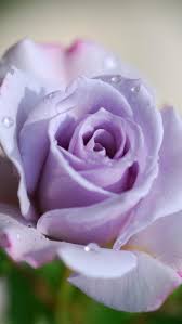 Rose In Violet Iphone 5 Wallpapers Hd 640x1136 Iphone 5 Wallpapers Download Purple Roses Purple Flowers Pretty Flowers