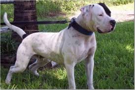Another 'strain' in the american bull dog is the painter/margentina type, which is the smallest, and resembles more like a smaller scott type or apbt. Performance Standard Type American Bulldogs Old Bulldogs