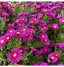 Image result for Asters `Jenny